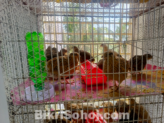 স্বল্পমূল্যে পাঁচ তলা বিশিষ্ট পাখির খাঁচা বিক্রি